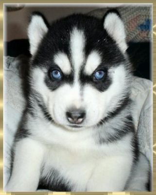 Male and female Siberian husky puppies for adoption
