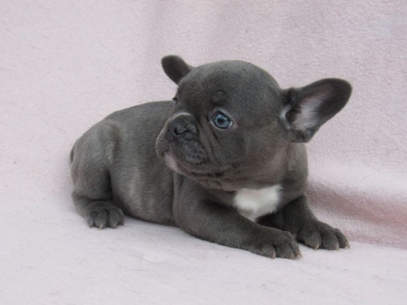 Blue Pied French Bulldog Puppies for Sale