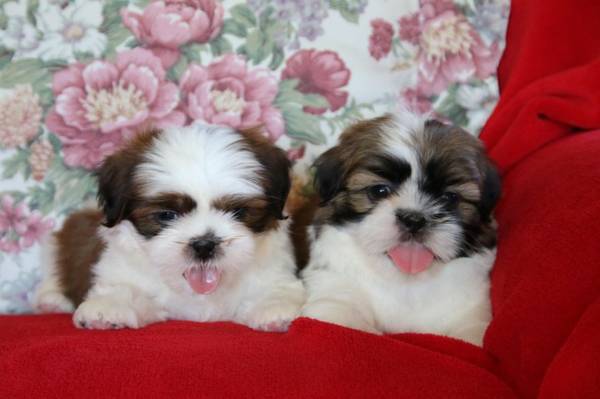 2 beautiful gorgeous boys and 2 girls Shih tzu Puppies