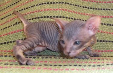 HAIRLESS Don Sphynx & Peterbald KITTENS