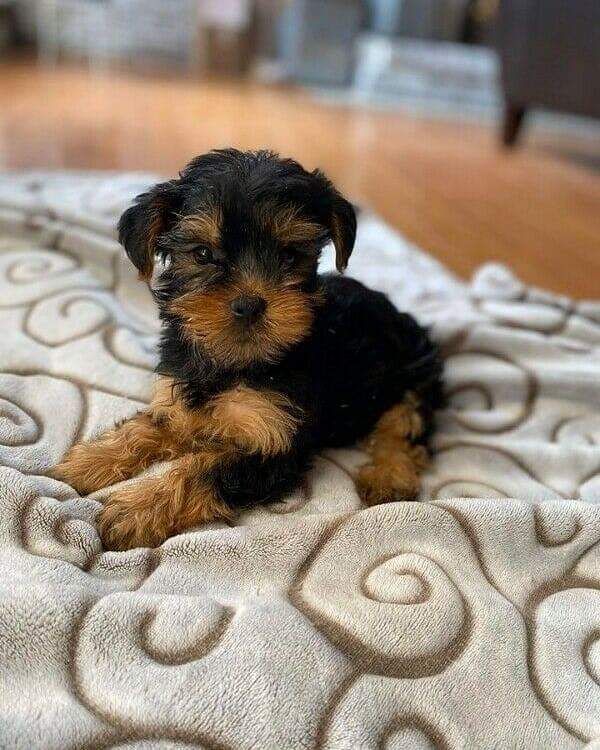 Yorkie puppy for adoption