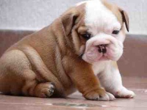 CUTE AND AFFECTIONATE ENGLISH BULLDOG PUPPIES FOR FREE ADOPTION