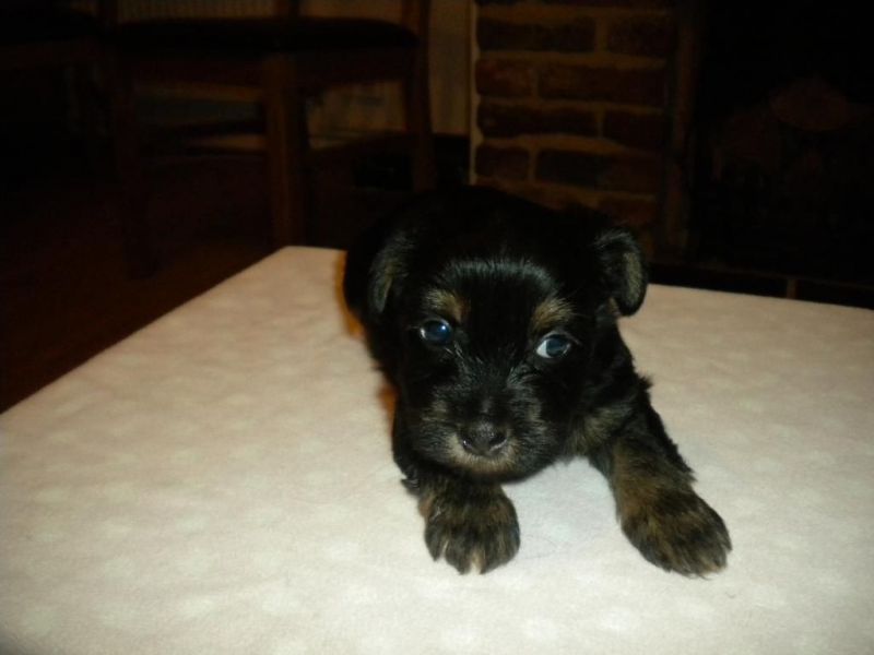 Xmass male and female yorkie puppies for sale at (657) 232-2222