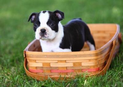Boston Terrier Puppies for Sale