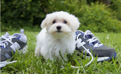 Lovely teacup maltese puppy for free adoption