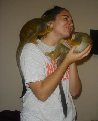 We have cute baby Capuchin monkeys for sale.