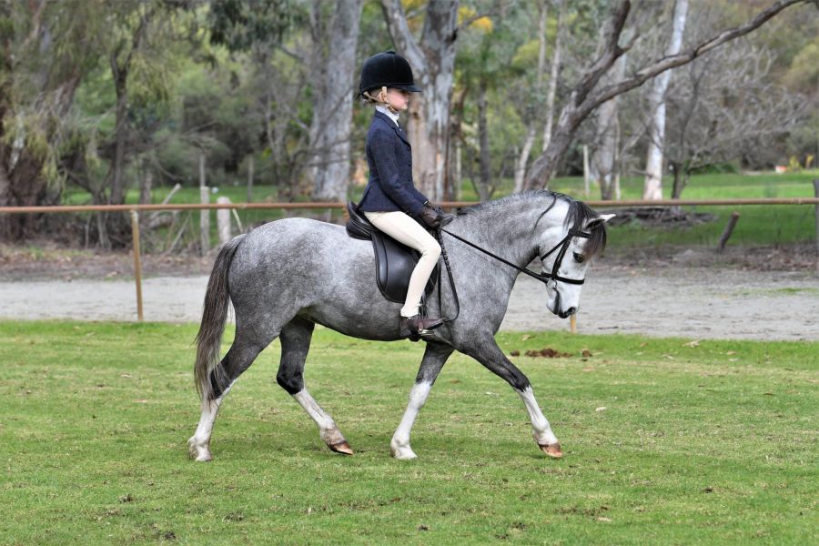 Judaroo Polka-308/920/8277