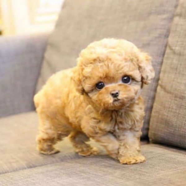 Sweet Toy Poodle puppies for adoption