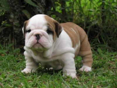 Beautiful English bulldog puppies 1 male 1 female for Adoption