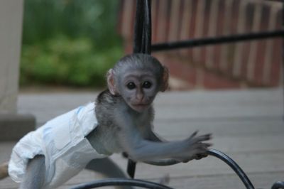 Healthy Adorable Capuchin Monkeys For Adoption to loving families. 