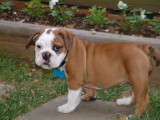 HOME TRAINED MALE AND FEMALE ENGLISH BULLDOG PUPPIES FOR REHOMING