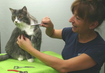 DOG Boarding, CAT Boarding, Pet GROOMING at...  MANOIR KANISHA