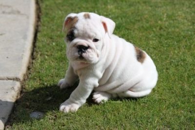 ENGLISH BULLDOG PUPPIES READY NOW!!!