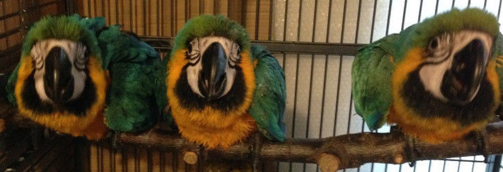 Super Tame baby Blue & Gold Macaw