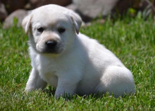 Cute Labrador Retriever puppies for your home