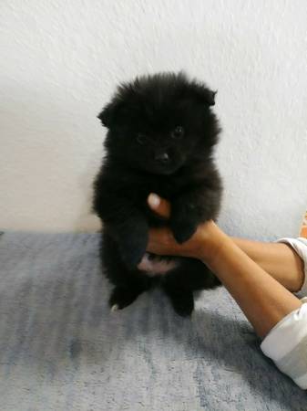 Micro Teacup Platinum Quality White Pom! (813) 279-8272