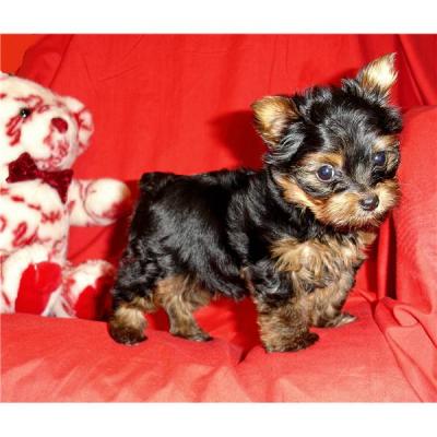 Cute Teacup Yorkie Puppies For Free Adoption