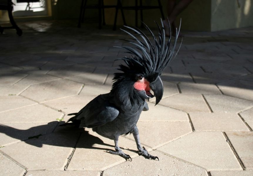  Super Tame Black Palm Cockatoo Parrots