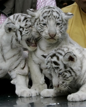 We have very healthy and gorgeous lion and tiger cubs for sale to experienced and loving families
