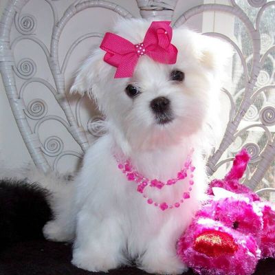 cute and adorable home trained Maltese puppies.