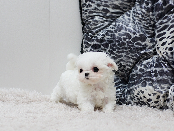 Champion Tea Cup Maltese Male and Female for SALE