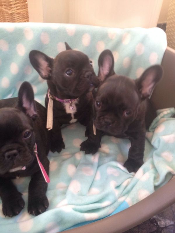 Superb Blue Pied French Bulldog Puppies