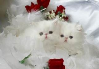 Chunky Teacup persian kittens available to good home 