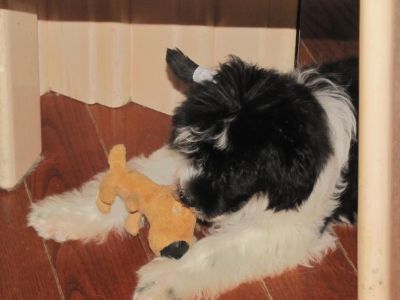 CHINESE CRESTED CHIEN CHINOIS A CRETE