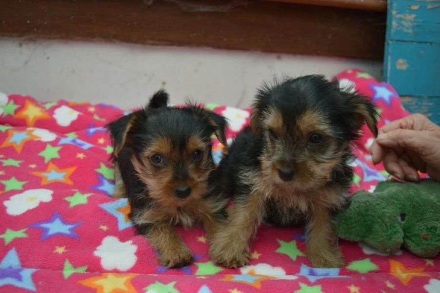 SEXY AKC YORKIE PUPPIES FOR SALE.......678-881-4735