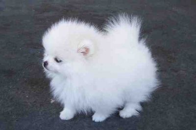 Tea cup Pomeranian puppies for adoption