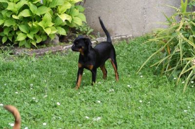 Petit Brabancon puppies with pedigree