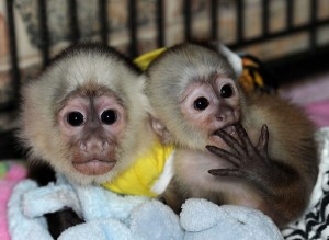 Capuchin,Squirrel,spider & marmoset monkeys available for adoption 