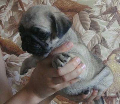 Beautiful Male and Female Pug puppies!!!