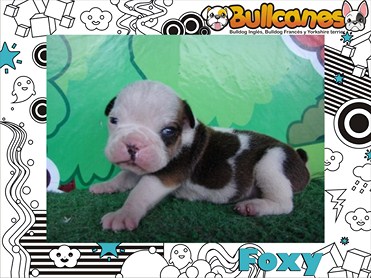The Most Beautiful Puppies BULLCANES Bulldog