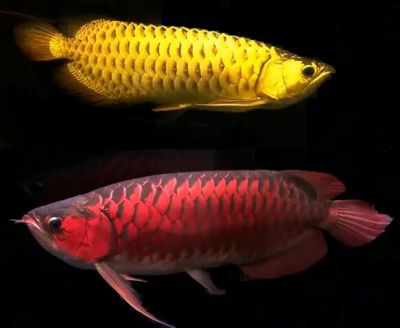 quality arowana fishes like, asian red, rtg, super red, chili red,and many other