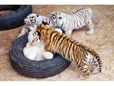Exotic big cats cubs example cheetah, tiger, margay, ocelots, fennec fox, Jaguar Kittens for sale