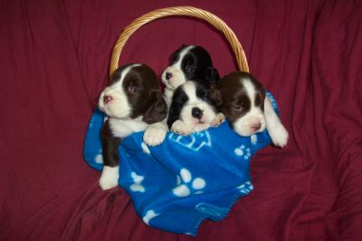 English Springer Spaniels