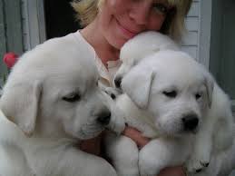 Male and Female Golden Labrador Puppies Ready now.